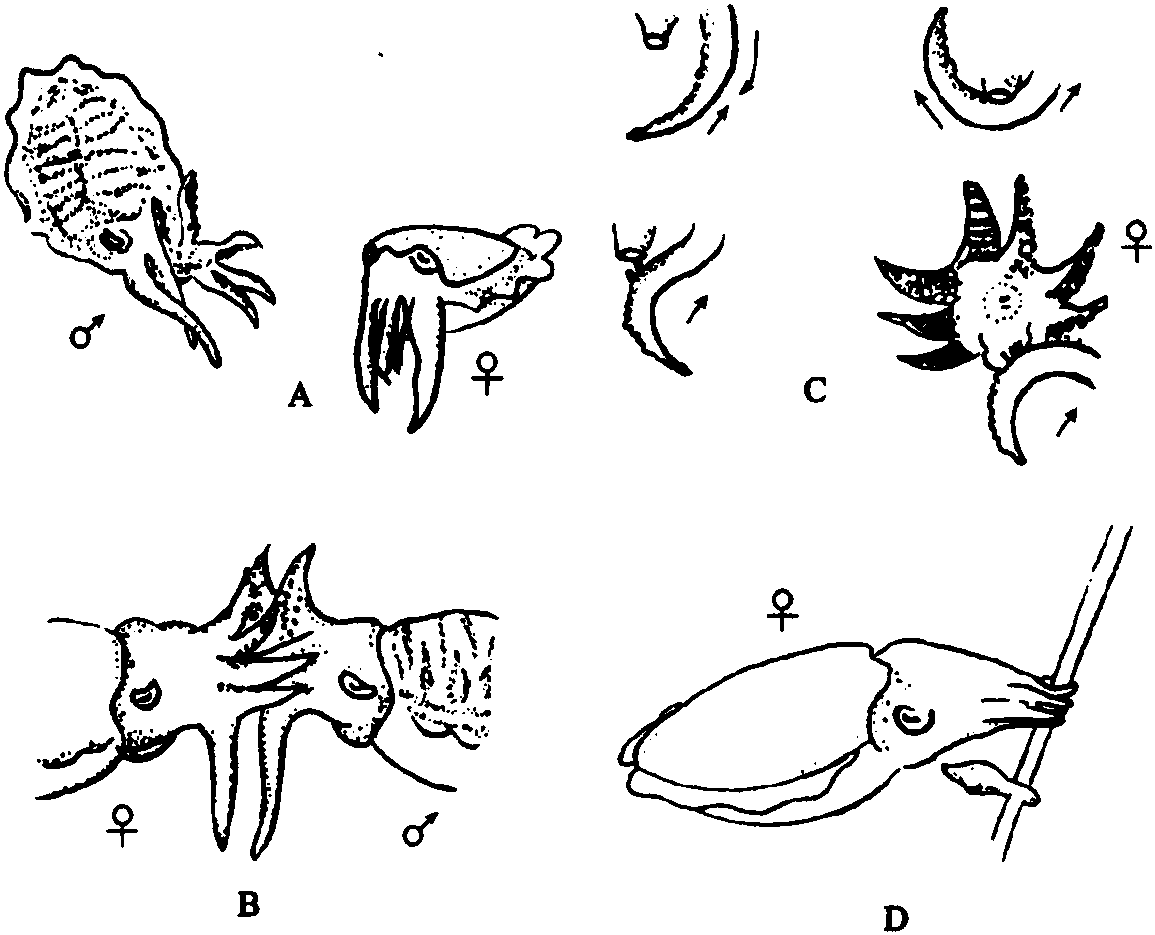 海洋无脊椎动物简笔画图片